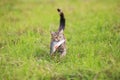 striped cat fisherman carries a large bass caught in the teeth of a green meadow Royalty Free Stock Photo