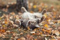 Striped cat lies in the autumn garden surrounded by Golden and yellow fallen leaves