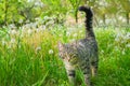 A cute striped cat looking at the camera walks along the green grass with fluffy white dandelions. Summer day outdoors. Low angle Royalty Free Stock Photo