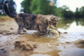 striped cat looks out for the surface and deftly catches fish with his paw in the pond in the village in the summer Royalty Free Stock Photo