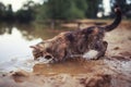 Cute striped cat looks out on the surface and deftly catches a fish paw in the pond in the village in the summer standing on the Royalty Free Stock Photo