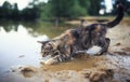 Cute striped cat looks out on the surface and deftly catches a fish paw in the pond in the village in the summer standing on the Royalty Free Stock Photo