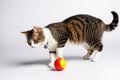 A cute striped cat playing with ball indoor against white background Royalty Free Stock Photo