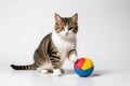 A cute striped cat playing with ball indoor against white background Royalty Free Stock Photo