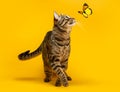 A cute striped cat is playing with a butterfly. Royalty Free Stock Photo