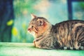 Cat relaxing outdoors Royalty Free Stock Photo