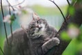 Cute striped a cat sits high on the branches of a flowering Apple tree in a Sunny may garden and looks up Royalty Free Stock Photo