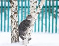 striped cat sitting on a birch tree in a winter rural snow garden and looking straight fluff fur