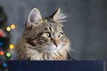 Portrait of striped cat on a Christmas background