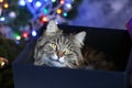 Cute striped cat is sitting in a gift box