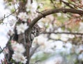 Cute striped cat sitting high on the branches of a blooming rosewood Apple tree in a may Sunny garden and looks out of the trunk Royalty Free Stock Photo