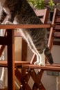 Cute striped domestic cat getting on the table. Cat back paws