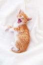 Cute striped ginger kitten yawn sleeping lying white blanket on bed. Concept of adorable little cats. Relax domestic