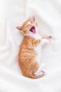 Cute striped ginger kitten yawn sleeping lying white blanket on bed. Concept of adorable little cats. Relax domestic