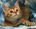 Cute striped kitten on a blue
