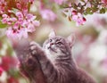 striped kitten climbed on the apple tree with pink flowers in the spring garden