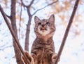 cute striped kitten climbing a tree in a Sunny spring garden and funny sticking out its tongue