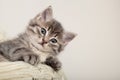 Cute striped kitten. Gray striped kitten playing on beige cotton plaid. Little cute striped fluffy cat on white background with Royalty Free Stock Photo