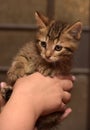 Cute striped kitten in hands Royalty Free Stock Photo