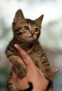 Cute striped kitten in hands Royalty Free Stock Photo