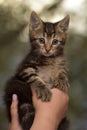 Cute striped kitten in hands Royalty Free Stock Photo