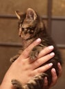 Cute striped kitten in hands Royalty Free Stock Photo