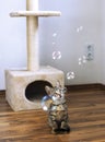 Kitten waching soap bubbles