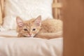 Cute striped kitten lying on the pillow. Little peach-colored kitten fell asleep Royalty Free Stock Photo