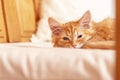 Cute striped kitten lying on the pillow. Little peach-colored kitten fell asleep Royalty Free Stock Photo