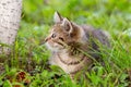 Cute striped kitten sitting in the garden on the grass Royalty Free Stock Photo