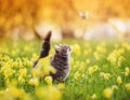 Striped kitten walking through a summer sunny meadow and looking at a white butterfly flying by Royalty Free Stock Photo