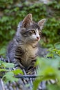 Cute striped little cat with long whiskers on a reed roof looking right