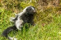 Striped Skunk Kit in the garden