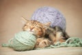 Cute striped sleeps in the middle of woolen balls