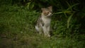 Cute striped telon cat sleeping