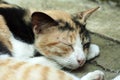 cute striped telon cat sleeping