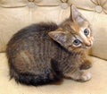 Striped three-colored kitten