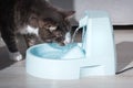 Cute stripped cat drinking from water dispenser or water fountain. Pet thirst. Dehydration in a cat Royalty Free Stock Photo