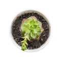 Cute potted succulent plant on white background