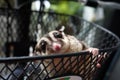 The cute sugar glider in the basket