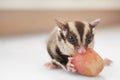 Cute sugar glider eating grape on light background Royalty Free Stock Photo