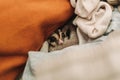 Cute Sugar Glider hiding in the pile of clothes and looking up cautiously.