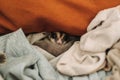 Cute Sugar Glider hiding in the pile of clothes and looking up cautiously.