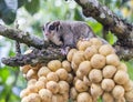 Cute Sugar Glider holding on the bunch Lansium domesticum tree i Royalty Free Stock Photo