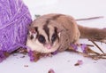 Cute sugar glider lay on the white table