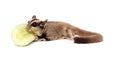 Cute sugar glider - Petaurus breviceps eating cucumber Royalty Free Stock Photo