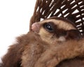 Cute sugar glider - Petaurus breviceps Royalty Free Stock Photo