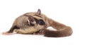 Cute sugar glider - Petaurus breviceps Royalty Free Stock Photo