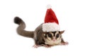 Cute sugar glider wearing red santa claus hat for Christmas celebration