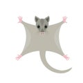 Cute sugar glider on white background. Royalty Free Stock Photo